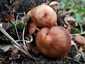 Árvégű fülőke (Gymnopus fusipes), Budai-hegység